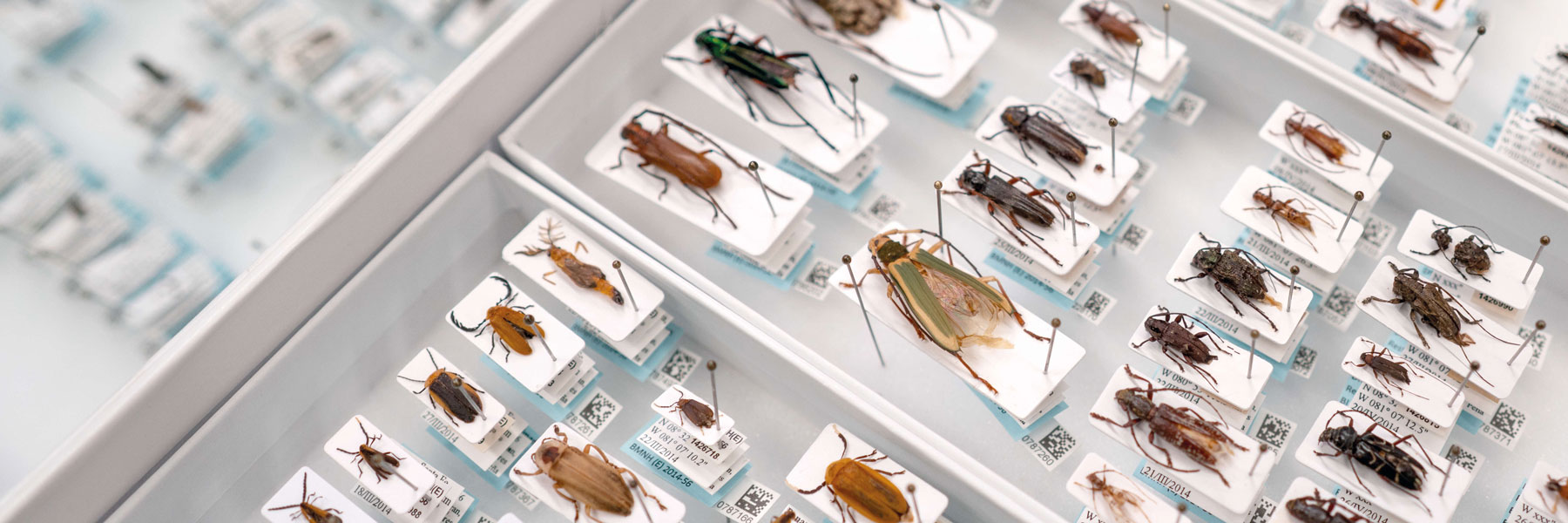 National History Museum of London, Insect samples